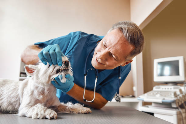Best Emergency Tooth Extraction in Menahga, MN